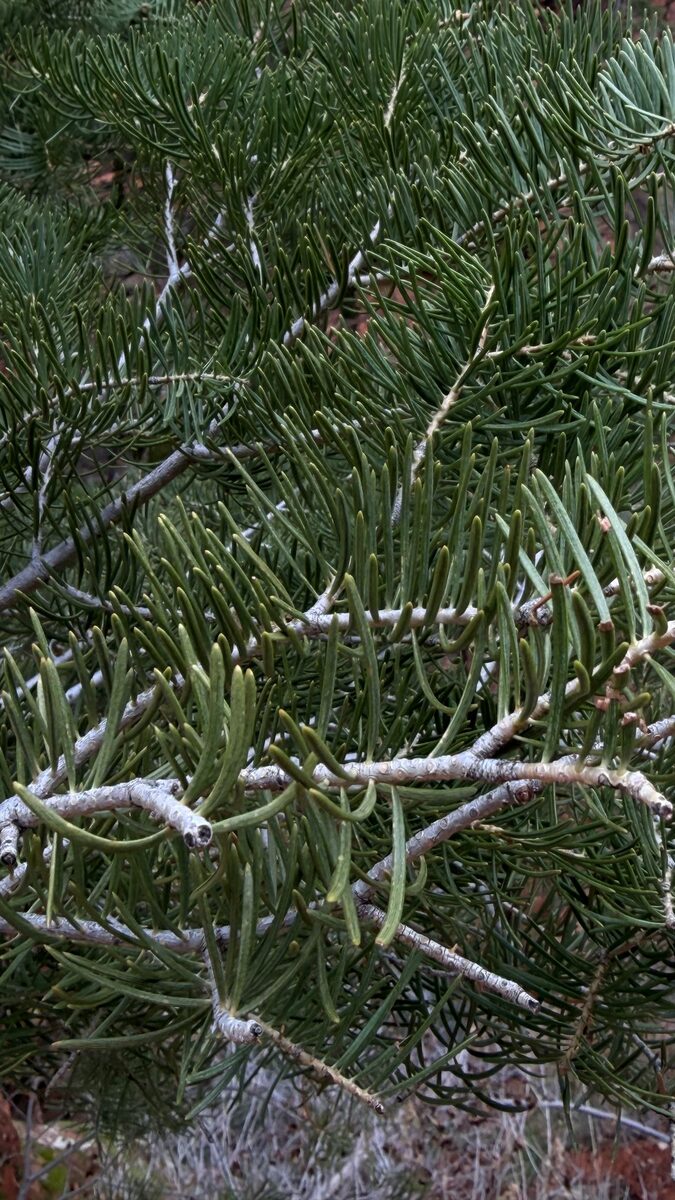 Abies concolor - (Gordon.&Glend.)Lindl. ex Hildebrand. (Colorado Fir) — photo