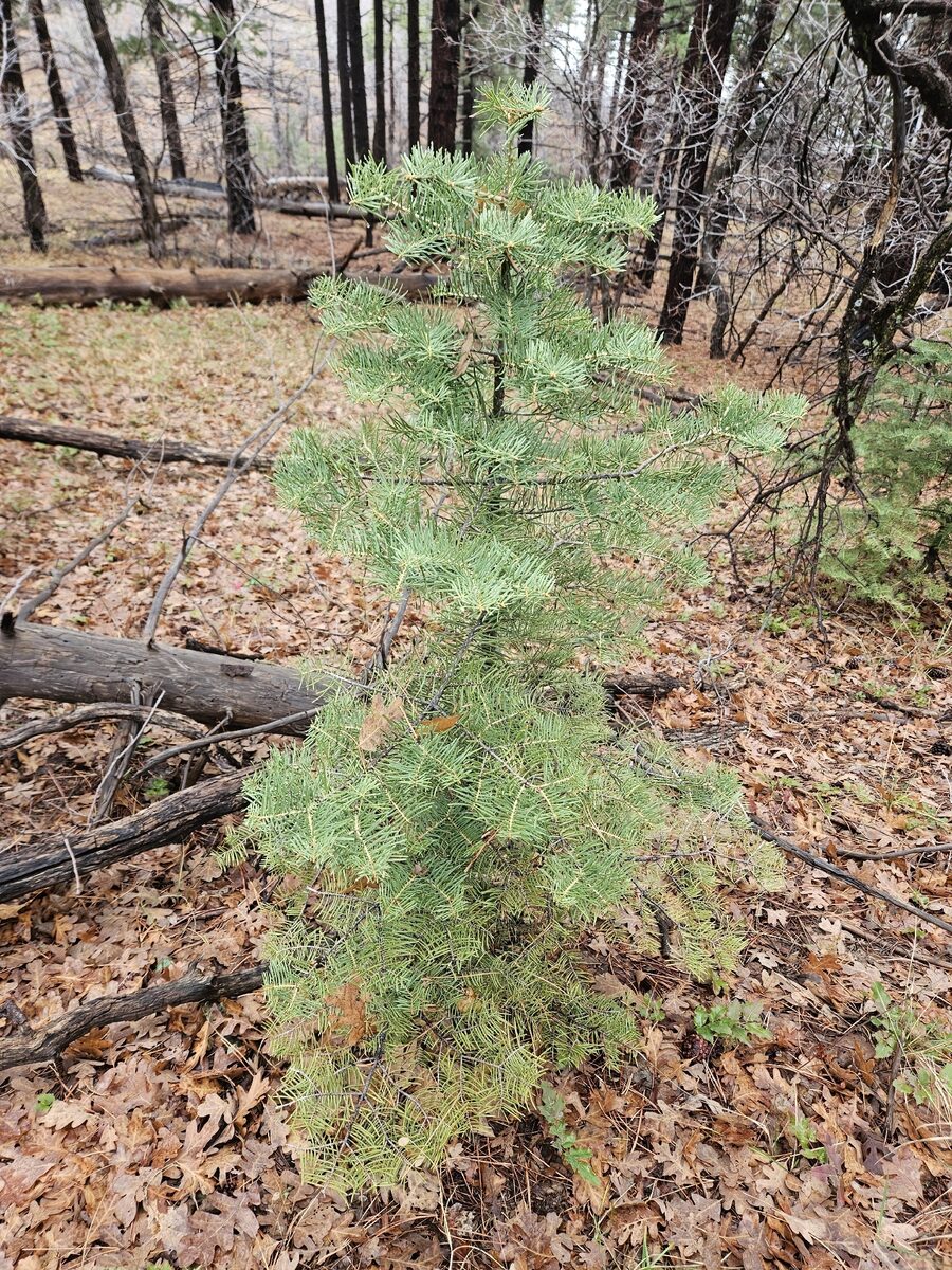 Abies concolor - (Gordon.&Glend.)Lindl. ex Hildebrand.