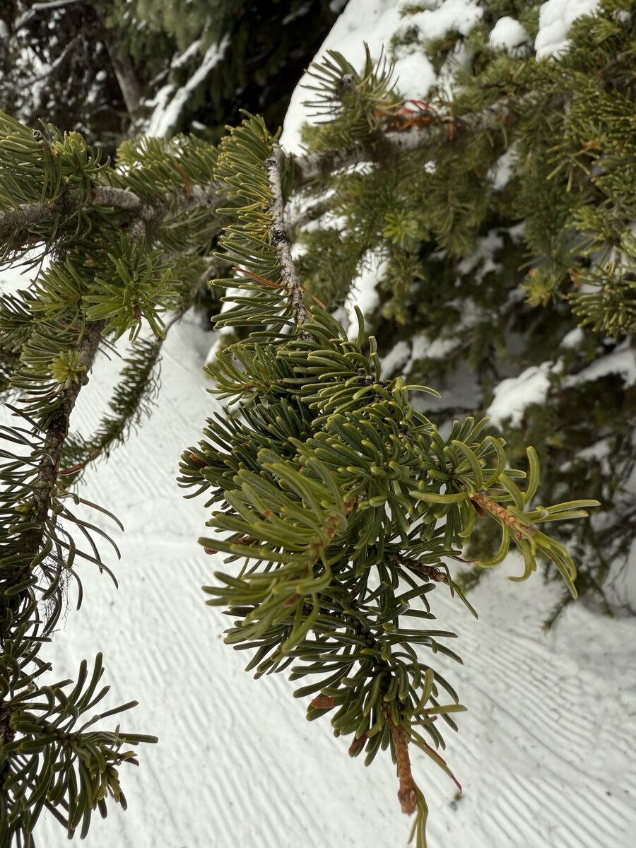 Abies lasiocarpa - (Hook.)Nutt. (Subalpine Fir) — photo