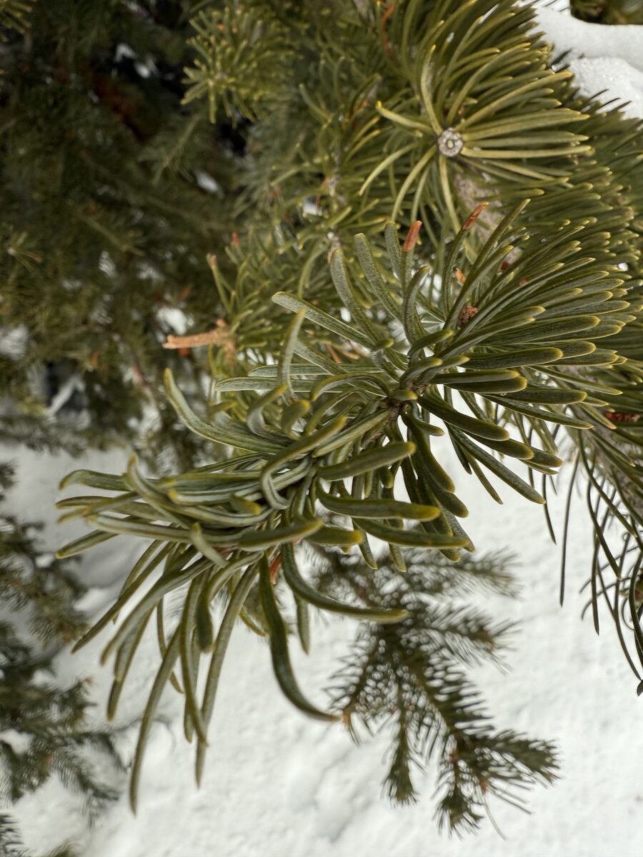 Abies lasiocarpa - (Hook.)Nutt. (Subalpine Fir) — photo