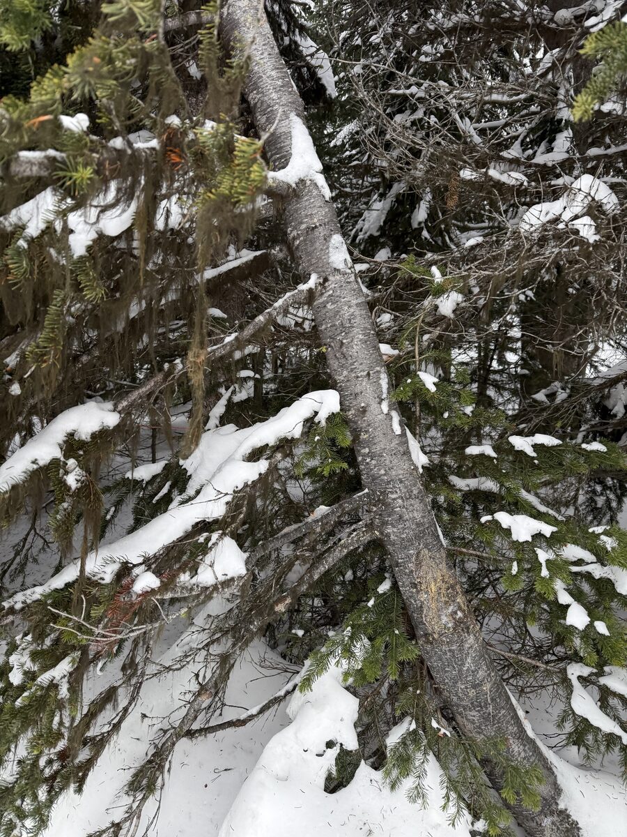 Abies lasiocarpa - (Hook.)Nutt.