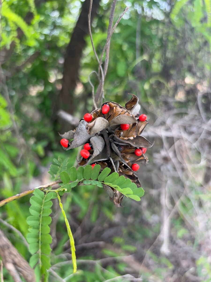 Abrus precatorius subsp. africanus
