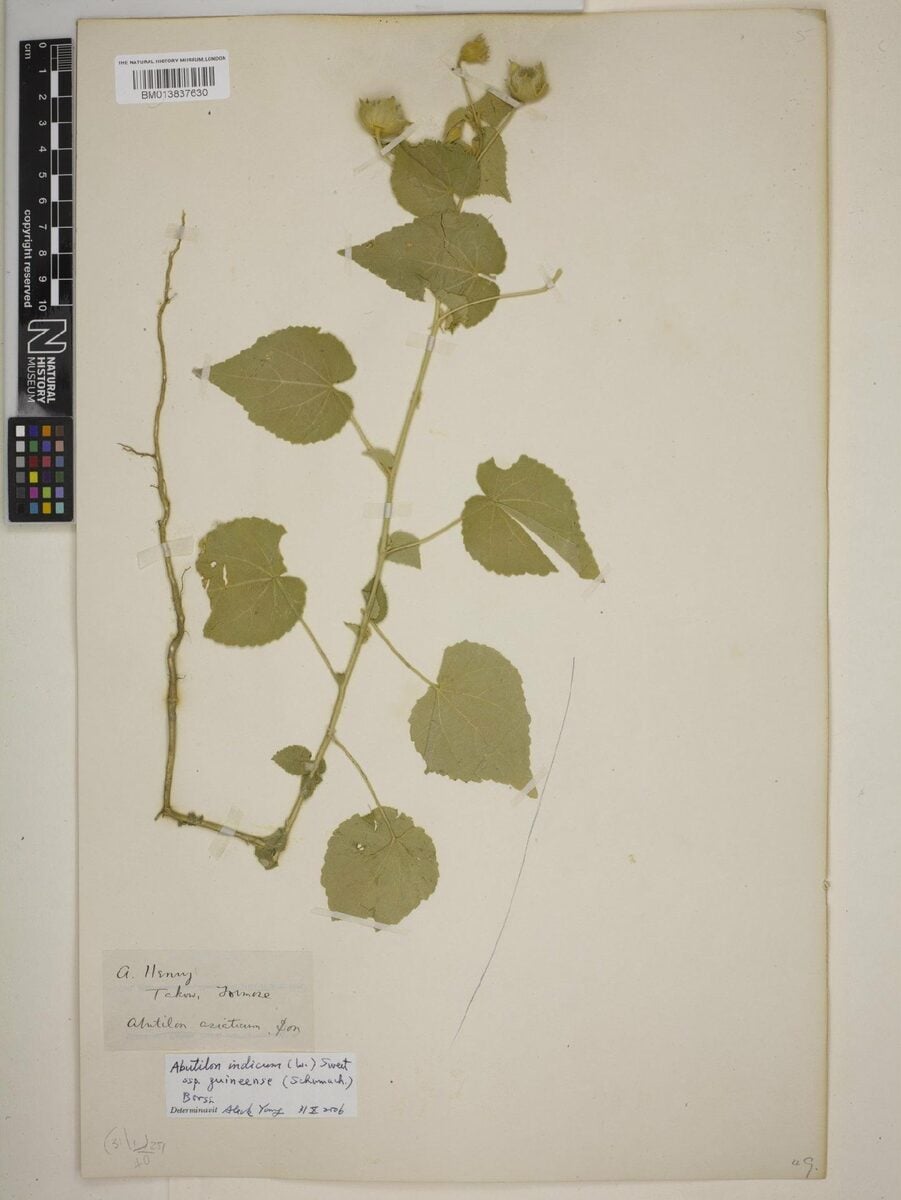 Abutilon indicum var. guineense
