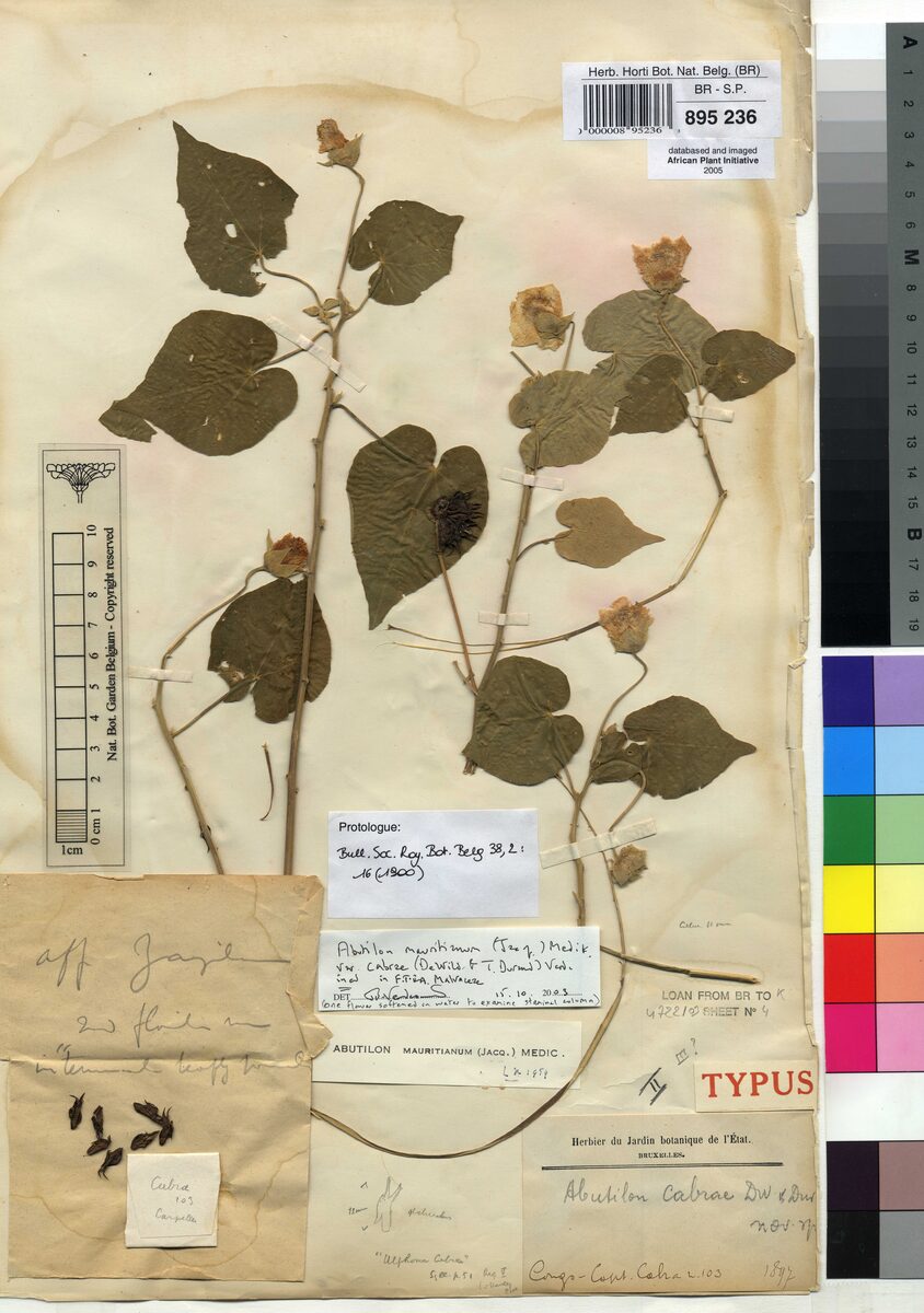 Abutilon mauritianum var. cabrae — photo