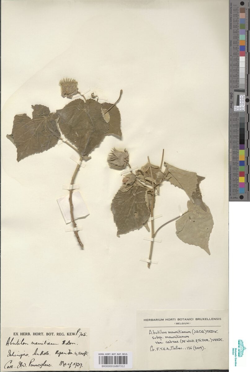 Abutilon mauritianum var. cabrae