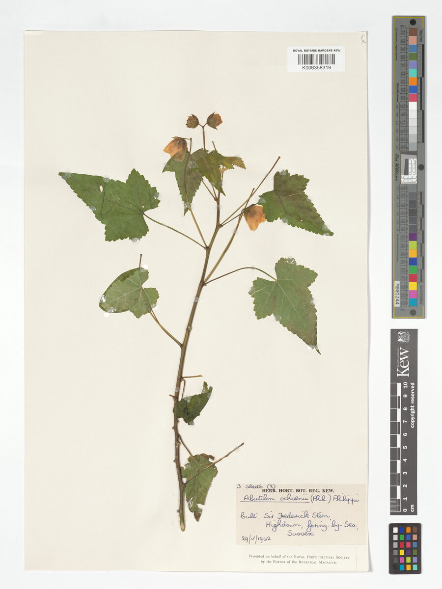 Abutilon ochsenii - (Phil.)Reiche. — photo