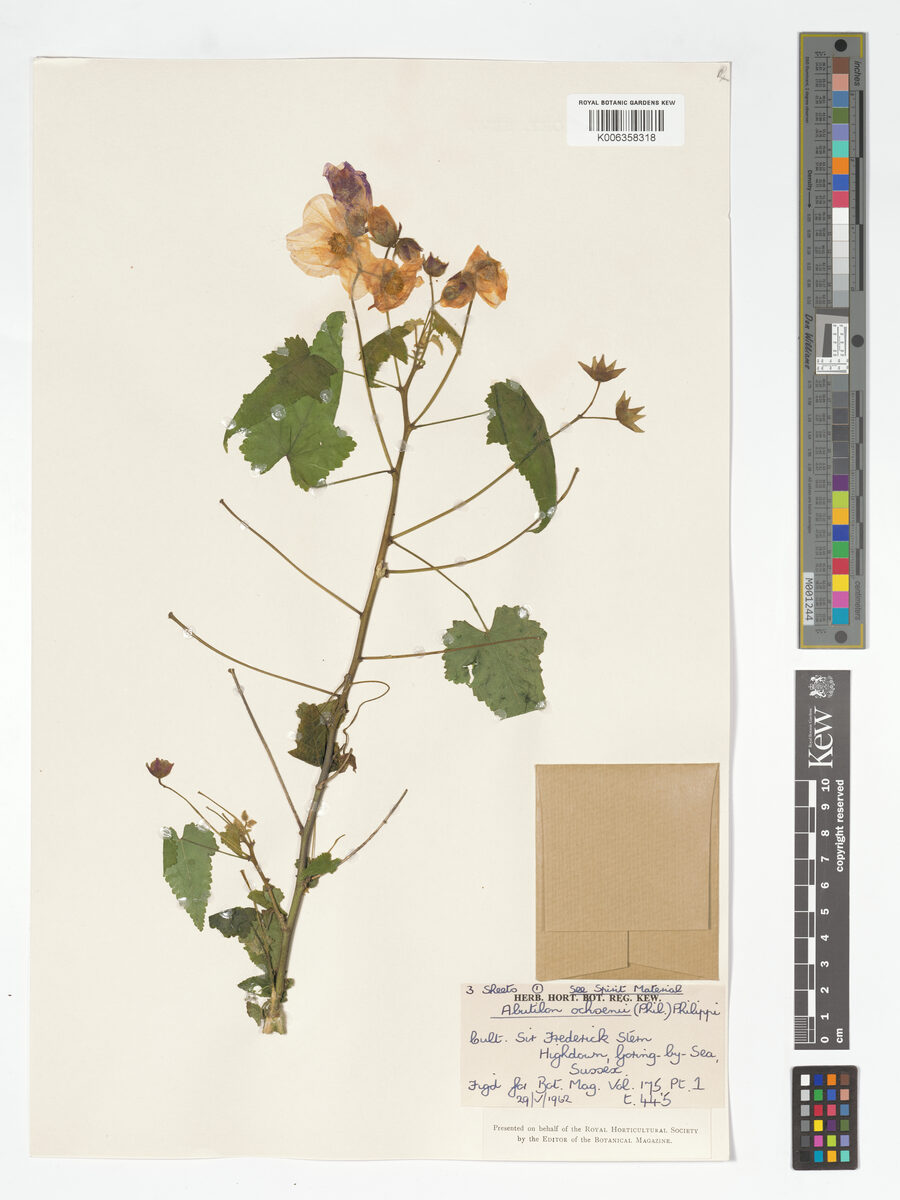Abutilon ochsenii - (Phil.)Reiche. — photo