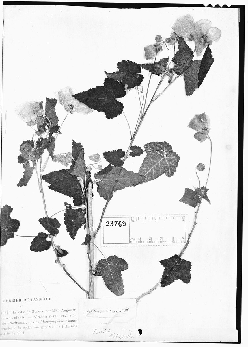 Abutilon ochsenii - (Phil.)Reiche.