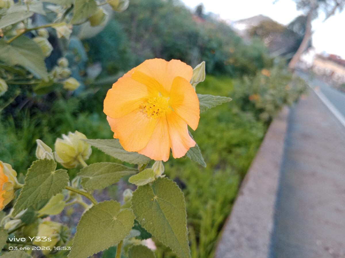 Abutilon species - . — photo
