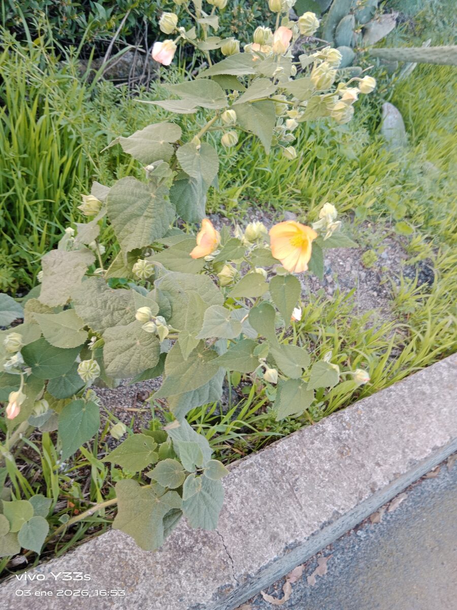 Abutilon species - .