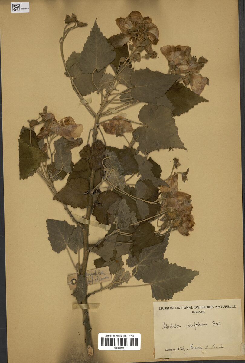 Abutilon vitifolium - (Cav.)C.Presl. — photo