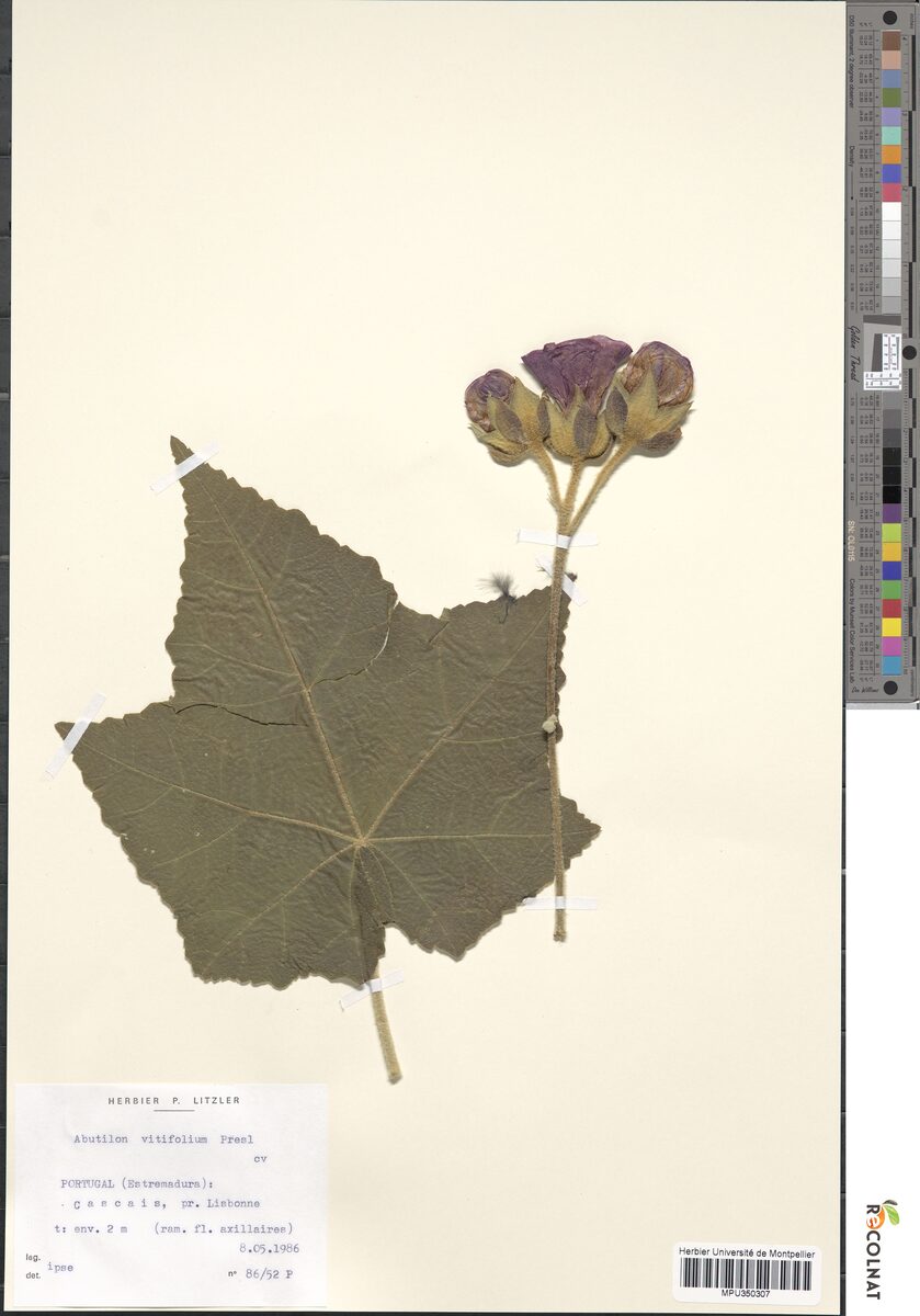 Abutilon vitifolium - (Cav.)C.Presl. — photo