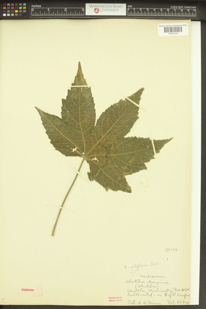 Abutilon vitifolium - (Cav.)C.Presl.