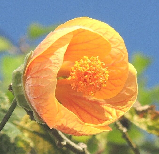 Abutilon x hybridum - hort. ex Siebert.&Voss. (Chinese Lantern) — photo