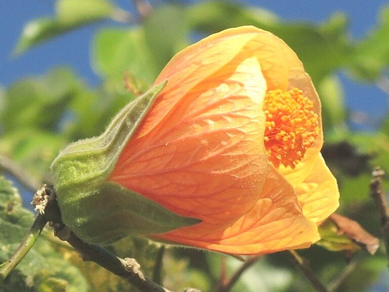 Abutilon x hybridum - hort. ex Siebert.&Voss. (Chinese Lantern) — photo