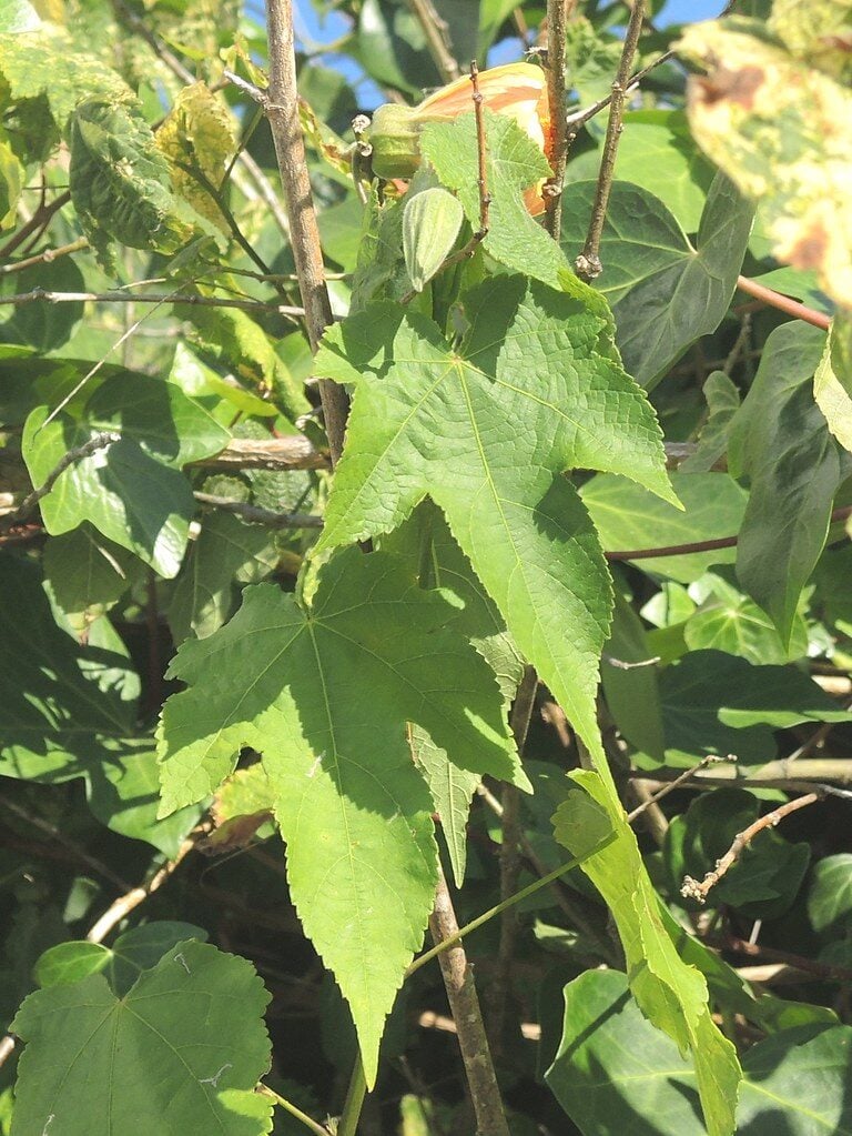 Abutilon x hybridum - hort. ex Siebert.&Voss.