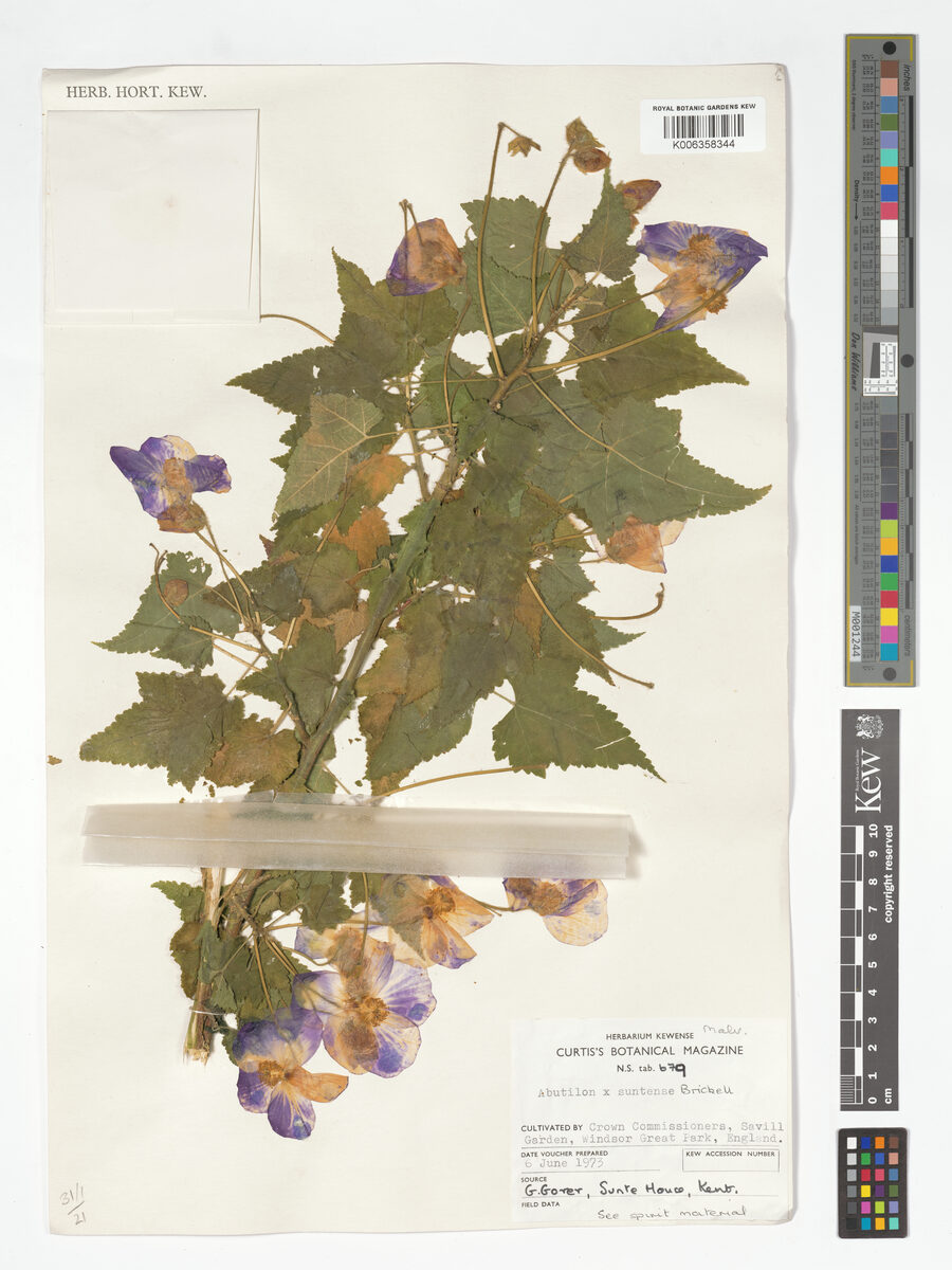 Abutilon x suntense — photo
