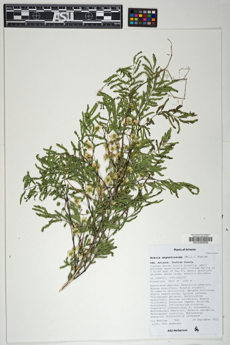 Acacia angustissima - (Mill.) Kuntze (Prairie acacia. Timbre. Fernleaf Acacia) — photo