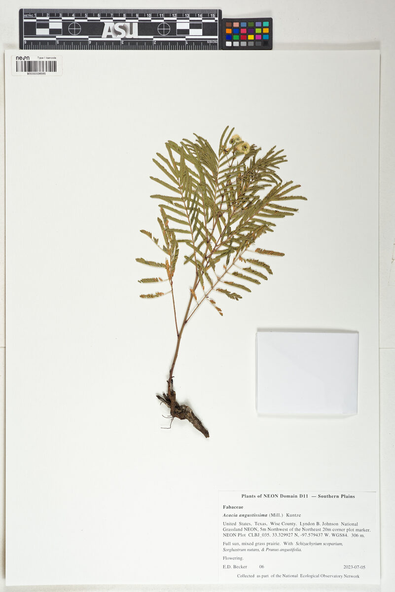 Acacia angustissima - (Mill.) Kuntze (Prairie acacia. Timbre. Fernleaf Acacia) — photo