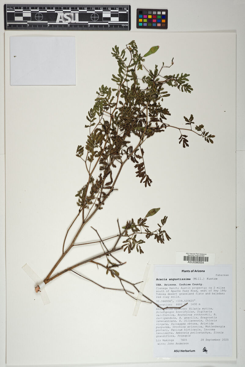 Acacia angustissima - (Mill.) Kuntze