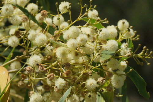 Acacia aulacocarpa (Hickory wattle) — photo