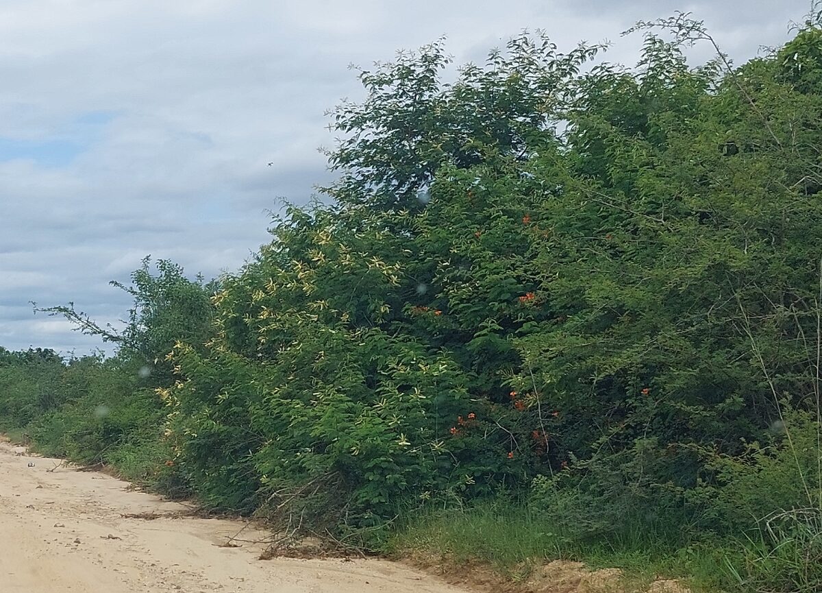 Acacia catechu - (L. f.) Willd. (Cutch tree) — photo