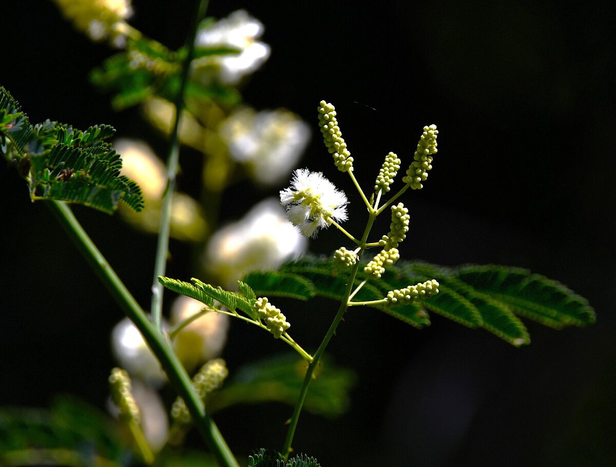 Acacia catechu - (L. f.) Willd. (Cutch tree) — photo