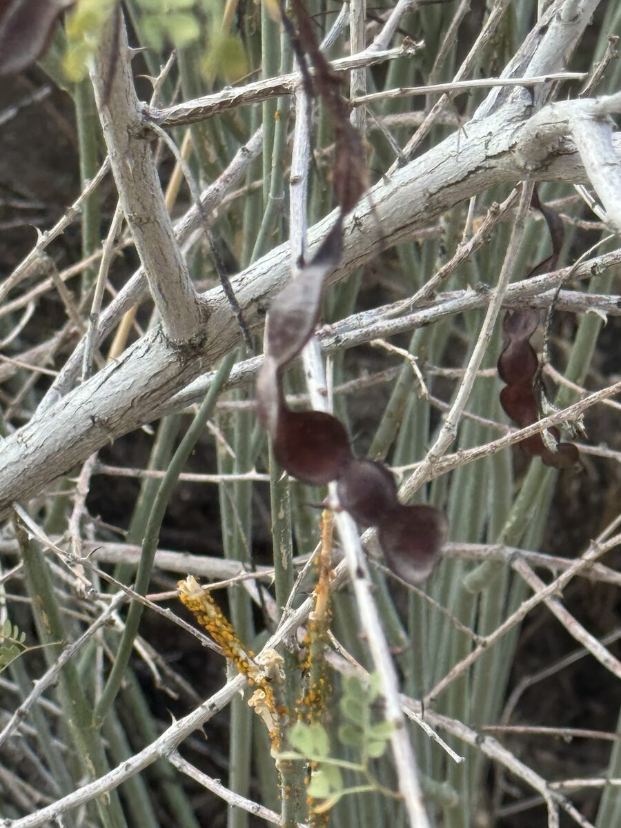 Acacia catechu - (L. f.) Willd.