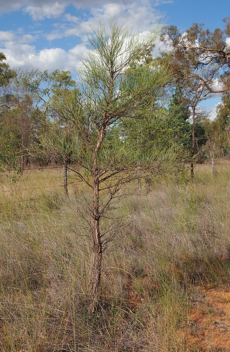 Acacia coriacea (Witchety bush) — photo