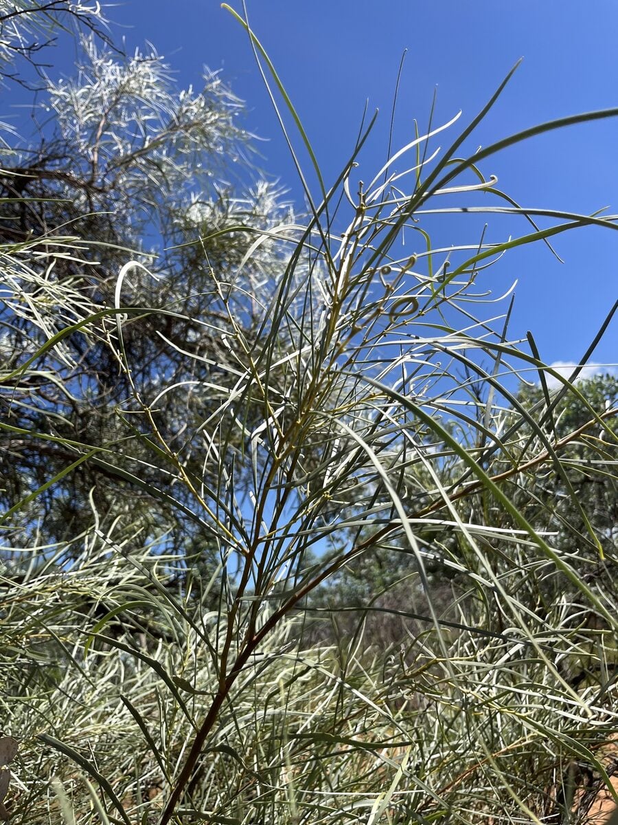 Acacia coriacea (Witchety bush) — photo