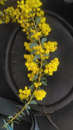 Acacia cultriformis (Knife-Leaf Wattle) — photo