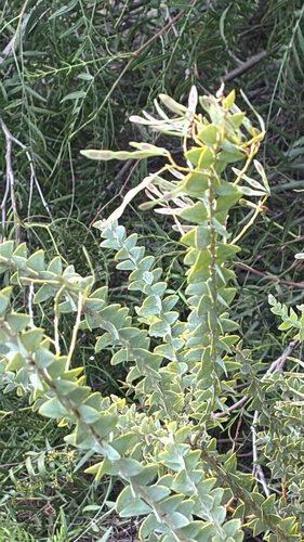 Acacia cultriformis (Knife-Leaf Wattle) — photo