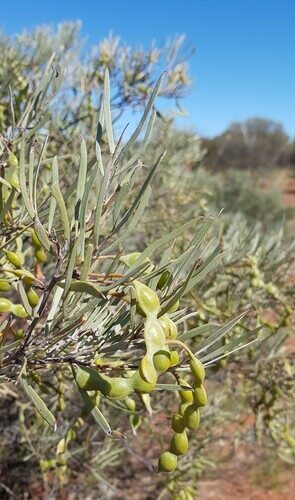 Acacia cuthbertsonii (Silver witchety) — photo