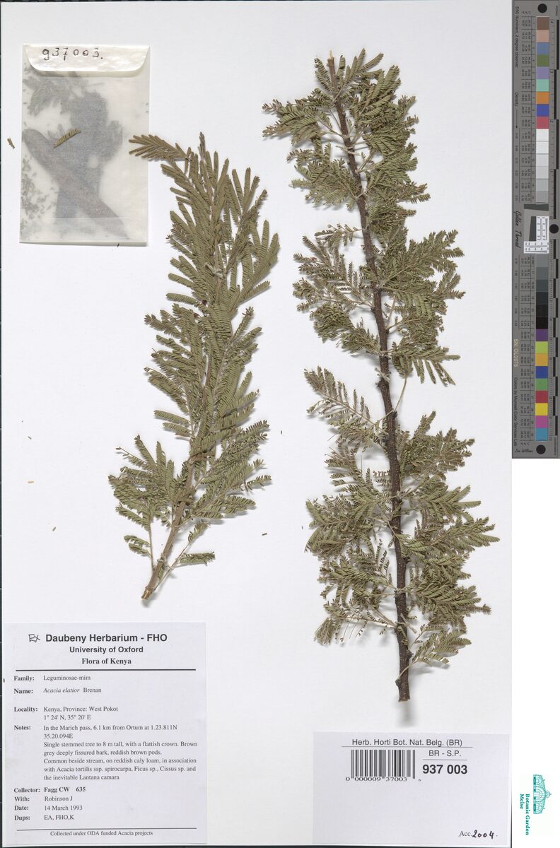Acacia elatior — photo