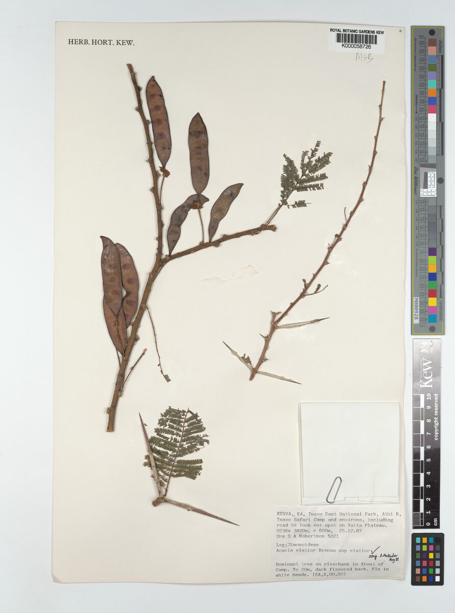 Acacia elatior — photo