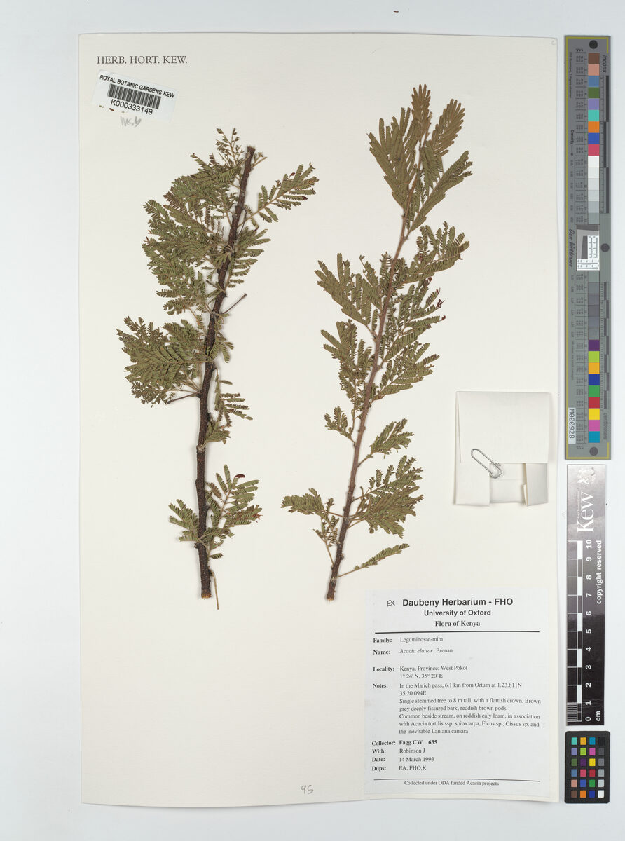 Acacia elatior