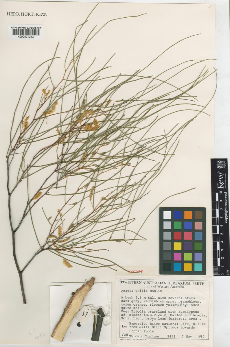 Acacia exigua (Muntalkura wattle) — photo