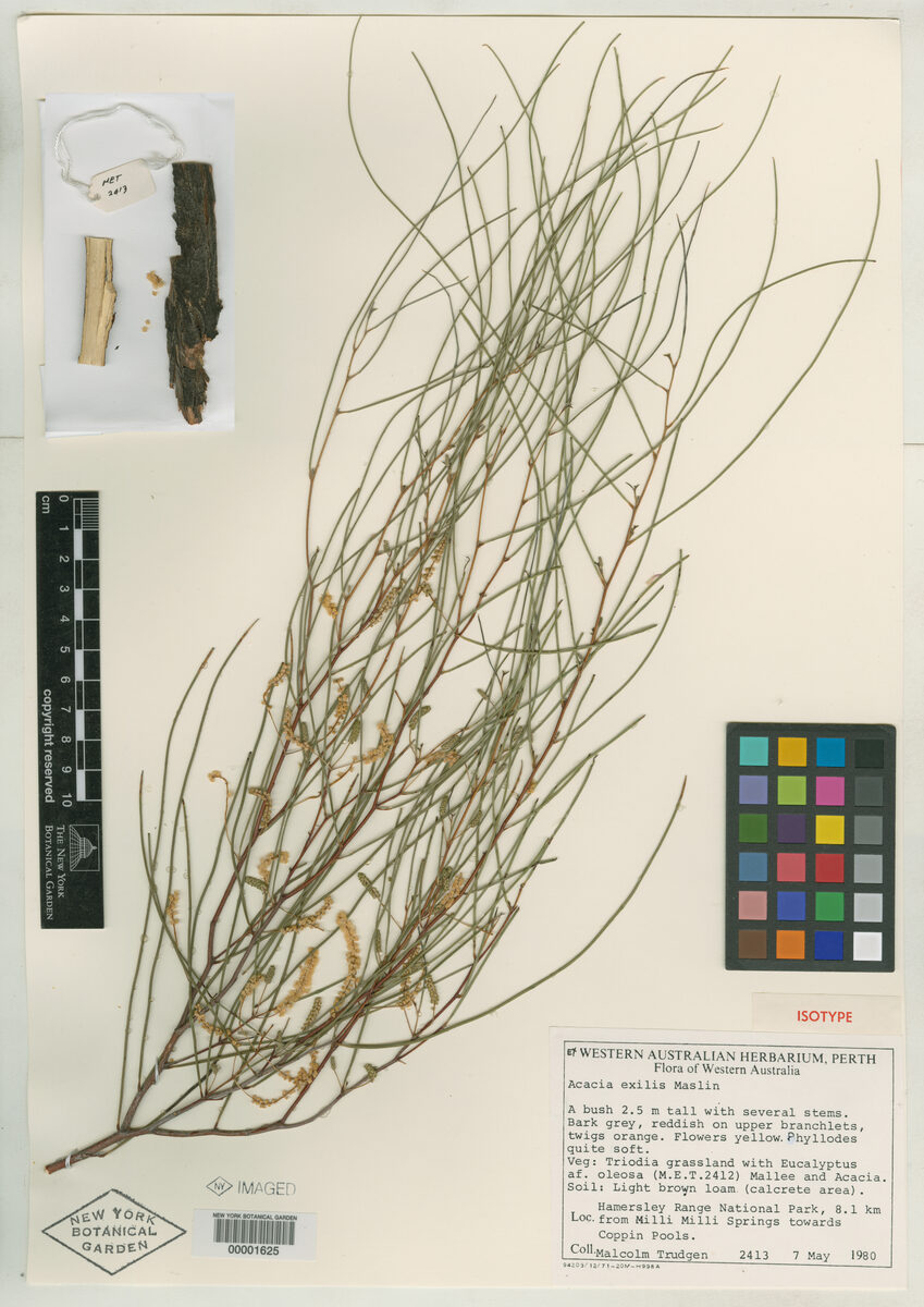 Acacia exigua (Muntalkura wattle) — photo