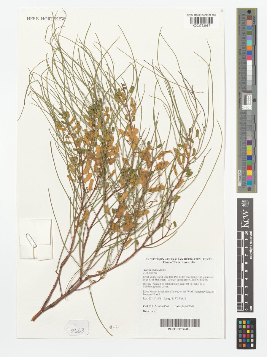Acacia exigua