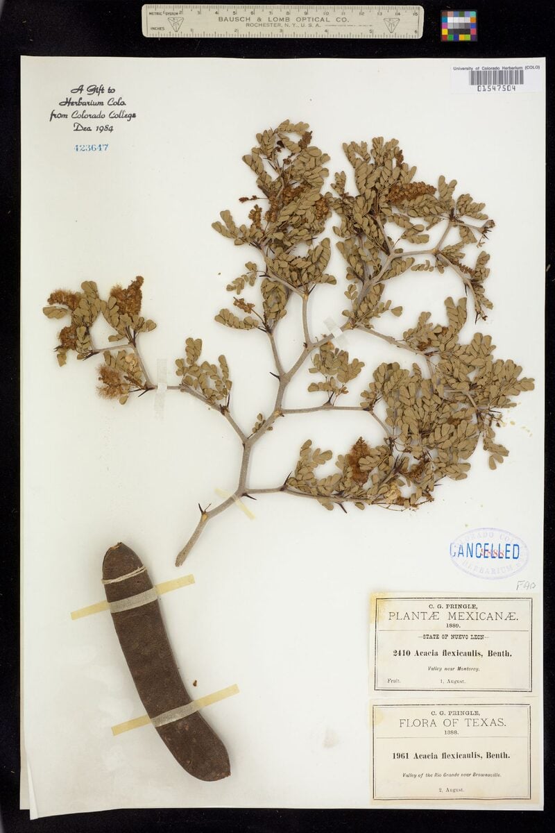 Acacia flexicaulis