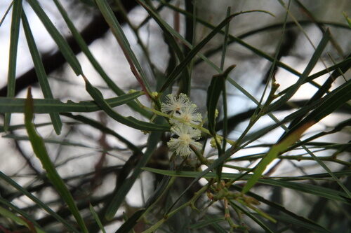 Acacia holosericea (Strap wattle) — photo