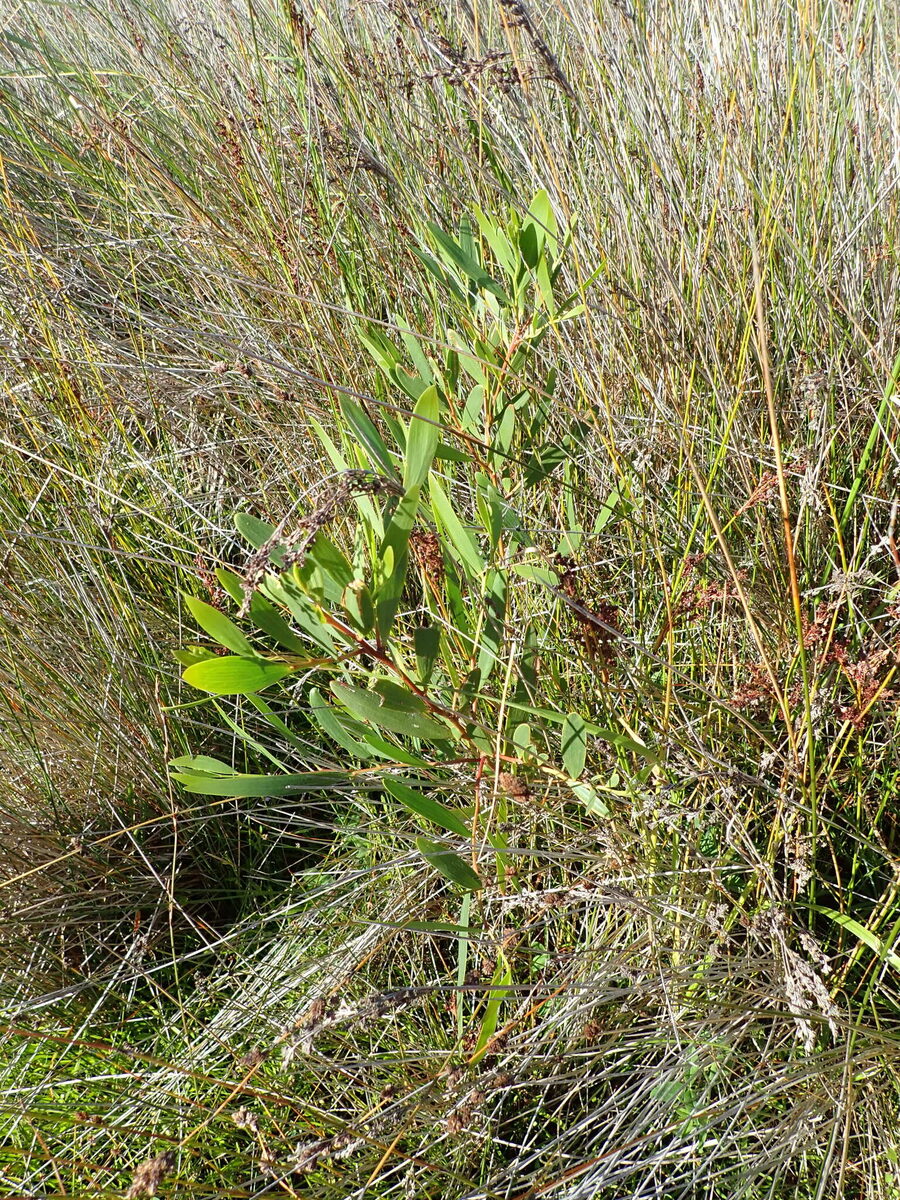 Acacia longifolia subsp. sophorae (Coastal wattle) — photo