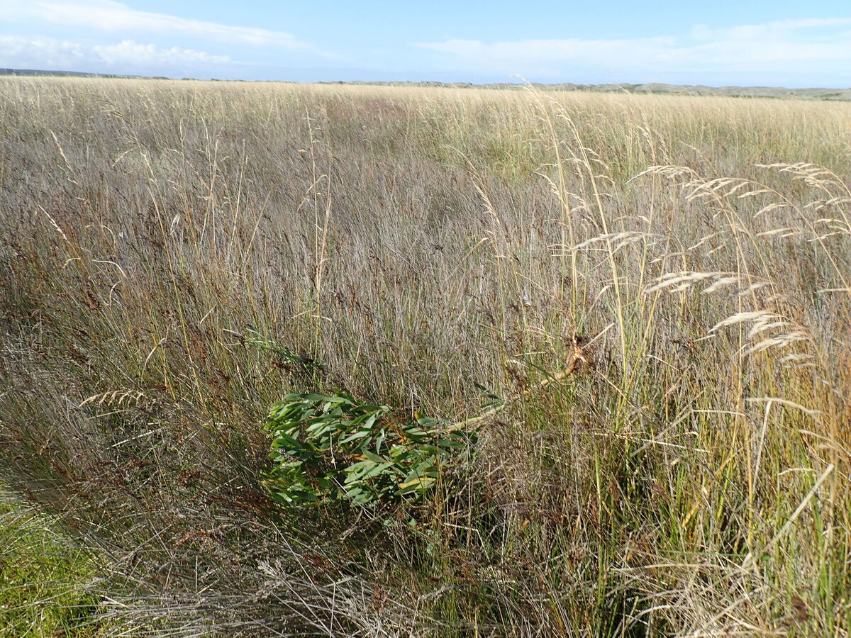 Acacia longifolia subsp. sophorae (Coastal wattle) — photo