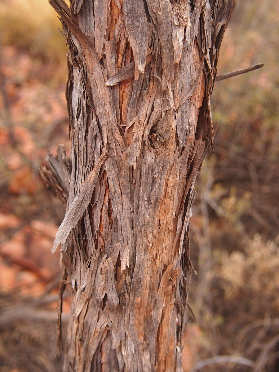 Acacia macdonnelliensis (Irrara) — photo