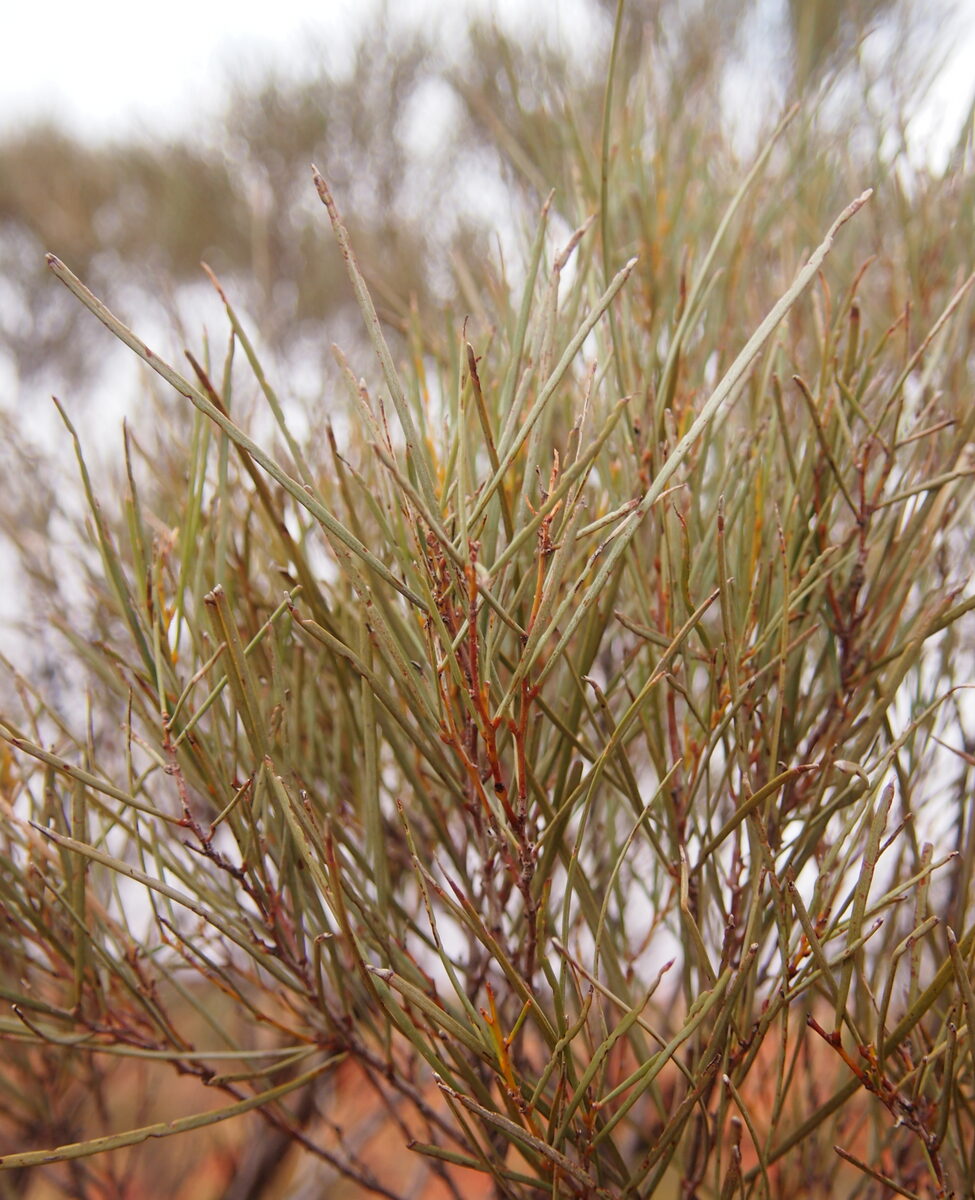 Acacia macdonnelliensis (Irrara) — photo