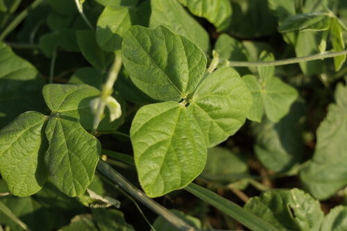 Acacia maconochieana (Bush bean) — photo