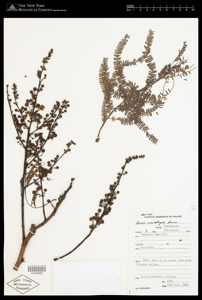Acacia macrothyrsa — photo