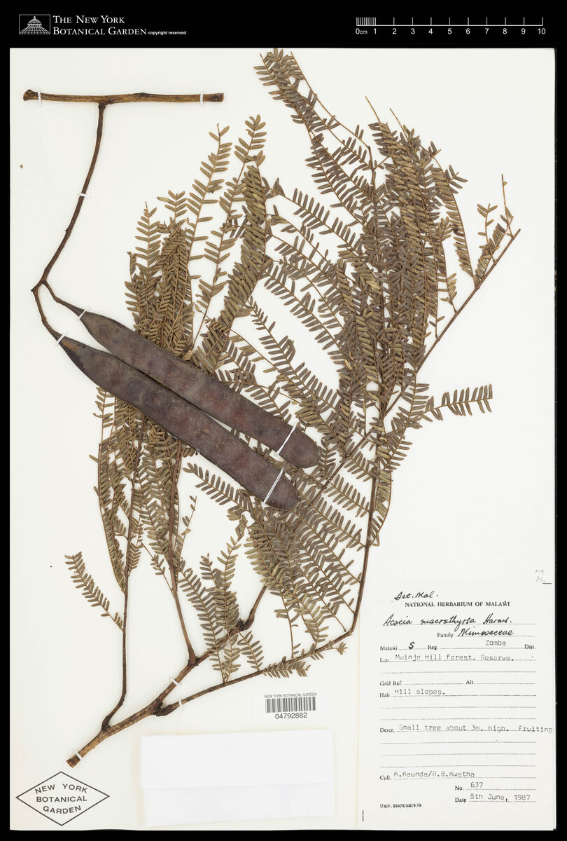 Acacia macrothyrsa — photo