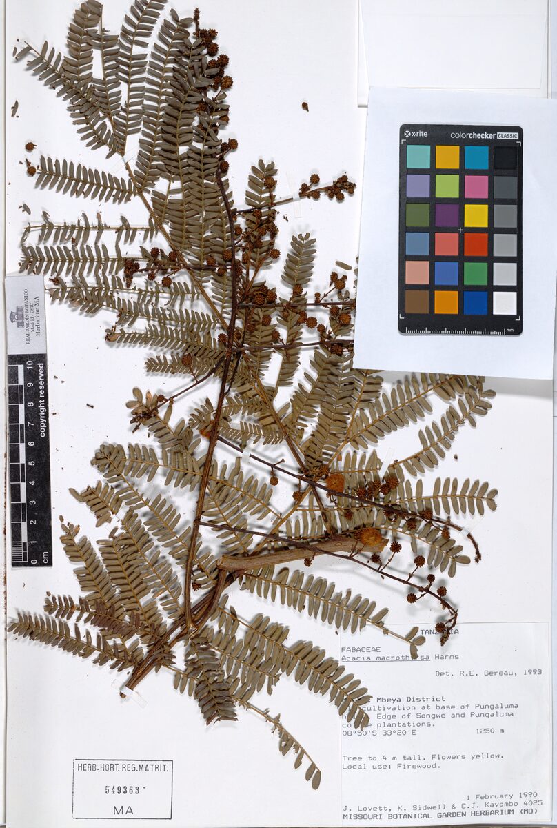 Acacia macrothyrsa