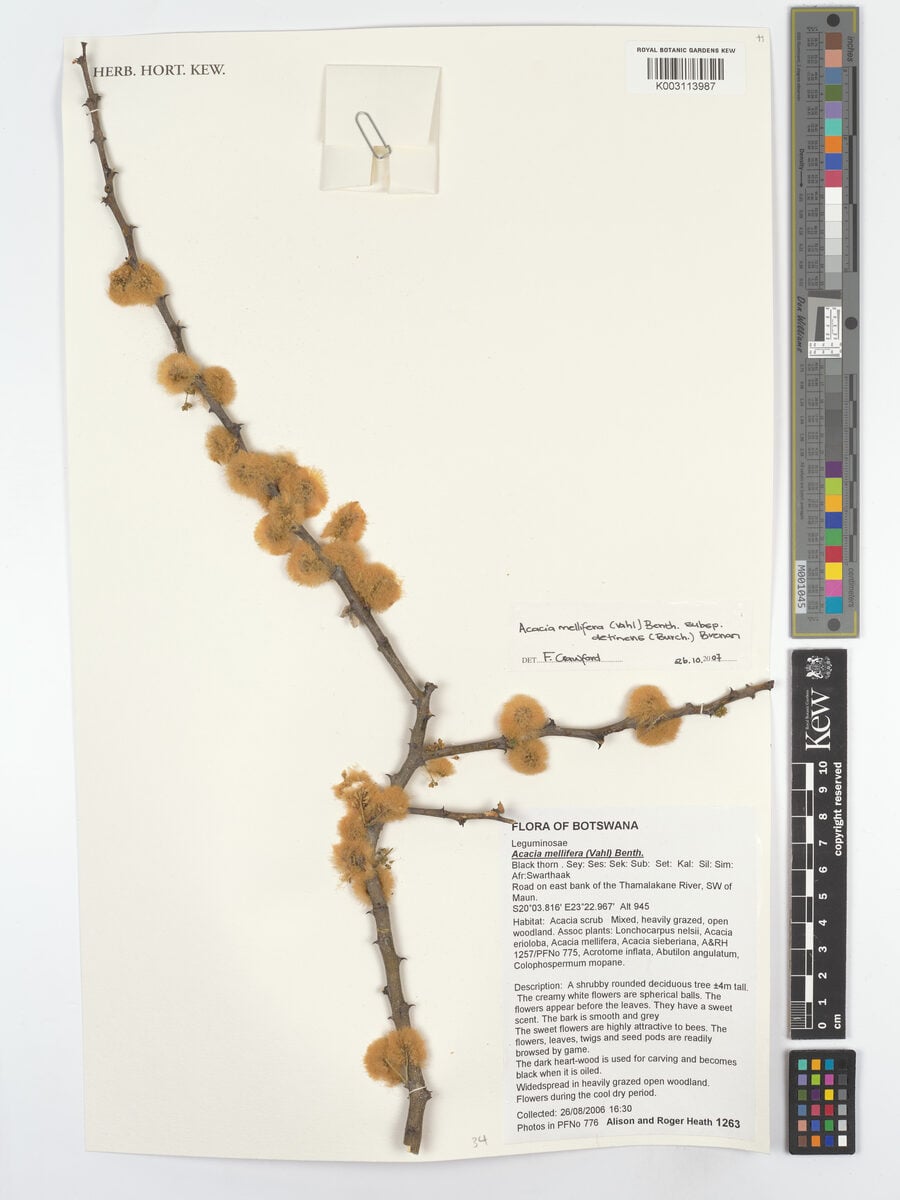 Acacia mellifera subsp. detinens (Black thorn) — photo